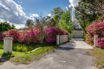 Pink Purple Flower Bushes Lining Long Driveway from Street Welcoming Entrance Landscaping