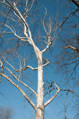 Sycamore Tree Blue Sky 1