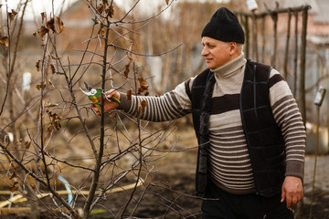 Portrait of man pruning apricot brunches with the pruner