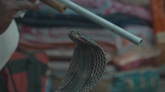 a black Cobra being charmed by a snake charmer in india