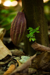 cocoa to make chocolate