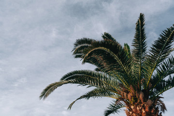 Obraz na płótnie Canvas palm trees against the sky