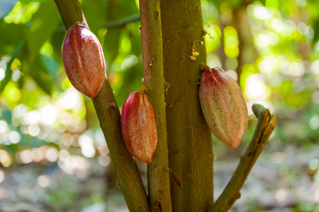 Fototapeta premium cocoa to make chocolate