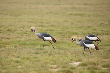 Obraz na płótnie Canvas Grey crowned cranes in Amboseli National Park