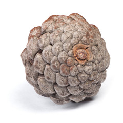 Brown pine cone