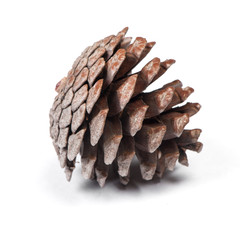 Brown pine cone