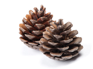 Brown pine cone
