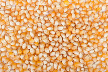 the dried corn