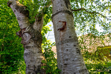 Netherlands, Giethoorn, a close up of a tree