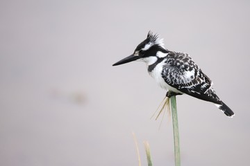 Side view on a sitting pied kingfisher in Kenya