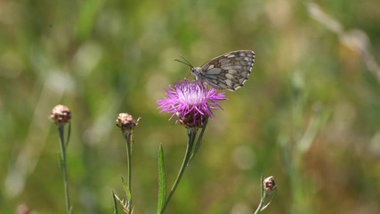 Schmetterling