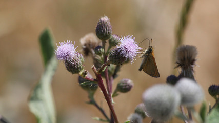 Schmetterling