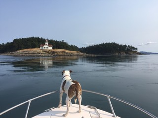 Alert Dog on a Boat Looking at Lighthouse and Distant Island
