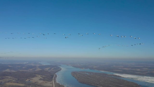 Rare footage of massive snow goose migration headed back to breeding grounds. Filmed with a Mavic 2 Pro, 4K footage at high bit rate.