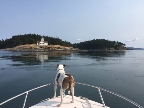 Alert Dog on a Boat Looking at Lighthouse and Distant Island