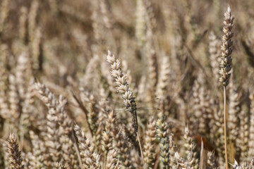 Libelle im Roggen