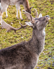 A fallow deer (Dama dama) buck on the Rapperswil Castle hill, in idyllic settings next to the...