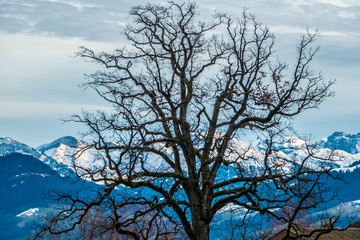 The stark and mysterious beauty of bare trees during the winter in the Swiss Alps, Rapperswil, Sankt Gallen