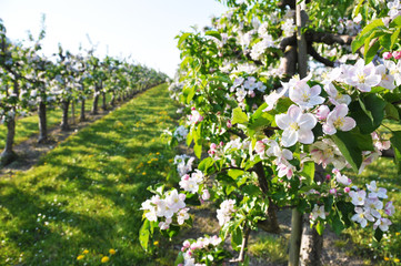Fototapeta na wymiar Apple garden blossom