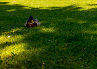 Naklejka na ściany i meble Netherlands, Giethoorn, ducks lying on green grass