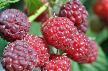 close-up of  raspberry branch  in the garden in sunny summer day 