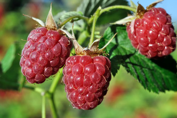 close-up of  raspberry branch  in the garden in sunny summer day 