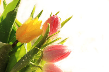 Spring tulips with a light background, drops on flower buds create a wonderful mood;