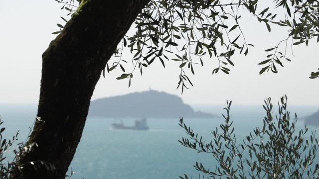 Olive plant in the background with the Ligurian Sea. Olive leaves photographed in the Gulf of La Spezia with the background of the Isola del Tino.