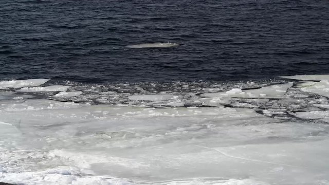 First days of spring on Kyiv sea near Vyshgorod, Ukraine