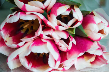 Obraz premium flowers on black background