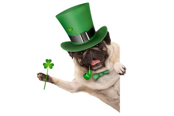 st patricks day pug puppy dog with green leprechaun hat and pipe, holding up shamrock clover, smiling sideways, isolated on white background