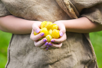 Yellow plums. Fresh ripe sweet fruits.