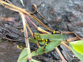 grasshopper