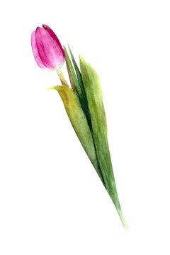 Tulip on white background. Watercolor hand draw illustration