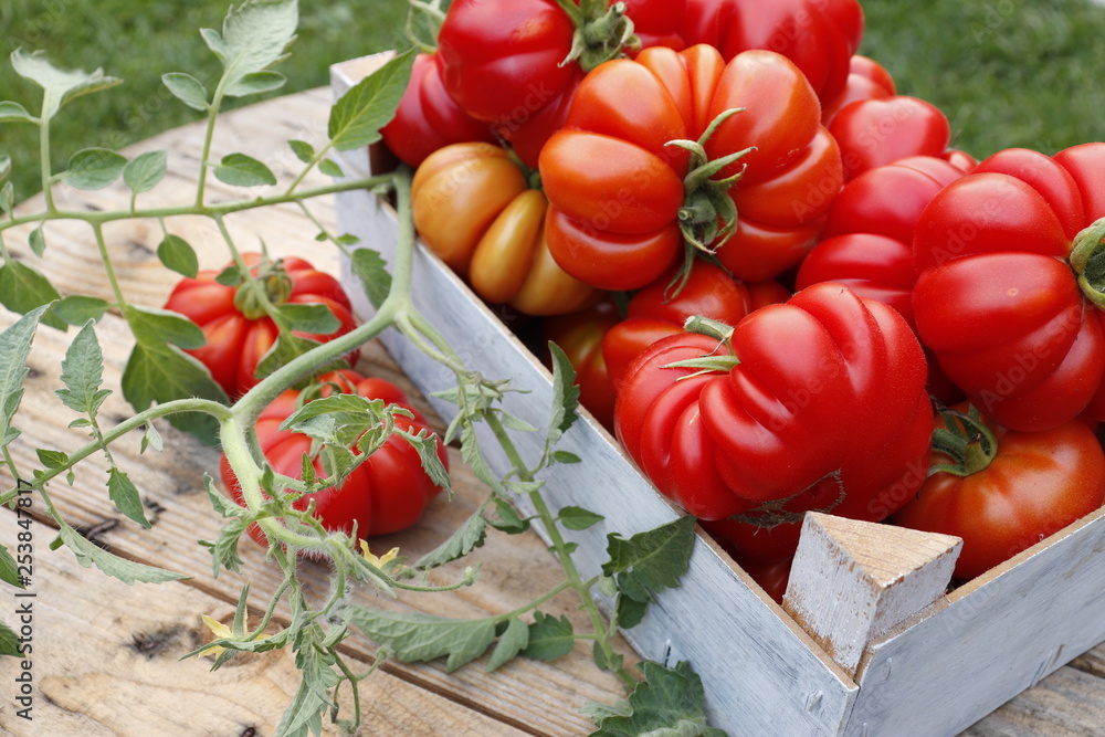 Wall mural red organic tomatoes in a wooden box