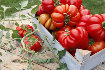 Red organic tomatoes in a wooden box