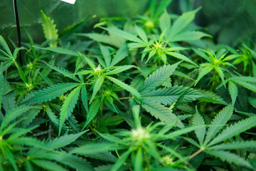 Legal Marijuana cultivation in the home. In door grow hemp. Medicinal indica with CBD. Young...