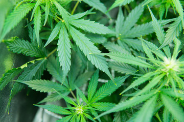 Cannabis at the beginning of flowering. Legal Marijuana cultivation in the home. Green background...