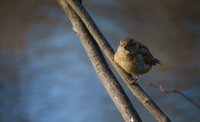 Brightside of the morning with a little song bird in the park in New York