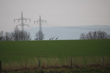 Cranes in wintry Lower Saxony