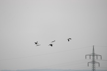 Obraz premium flying cranes on a gray sky