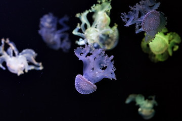 Beautiful jellyfish underwater.