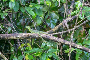 Common Basilisk (Basiliscus basiliscus)
