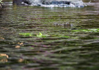 Crocodile (subfamily Crocodylinae)