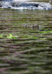 Crocodile (subfamily Crocodylinae)