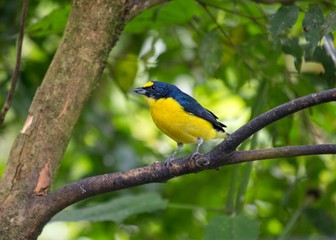 Spot-crowned euphonia (Euphonia imitans)