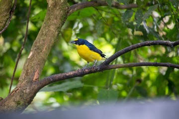 Fototapeta premium Spot-crowned euphonia (Euphonia imitans)