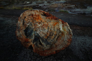 Close up of Petrified Wood Agate 