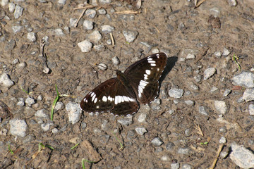 Schmetterling