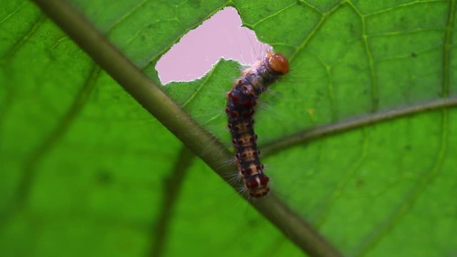 Hammerhead Worm Climb up Tree